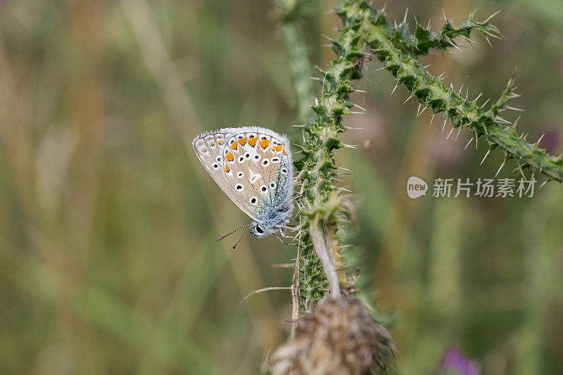 普通蓝蝴蝶(Polyommatus icarus)